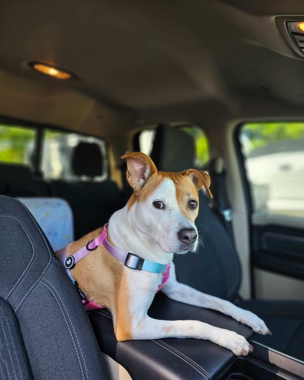 Charming dog with pink harness enjoying a car ride, seated comfortably on a vehicle seat.