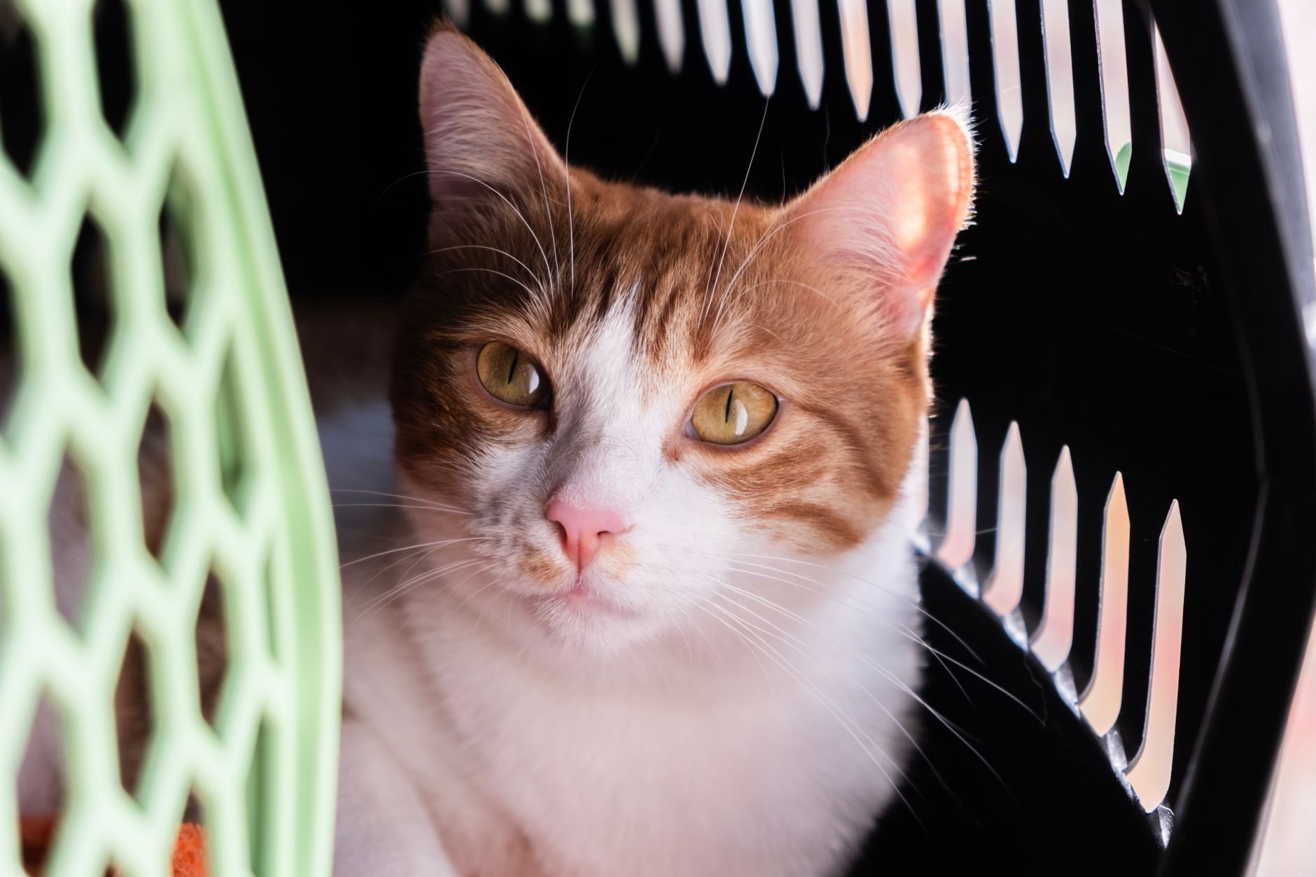 Close-up of a cute orange and white cat resting in a pet carrier, looking alert.