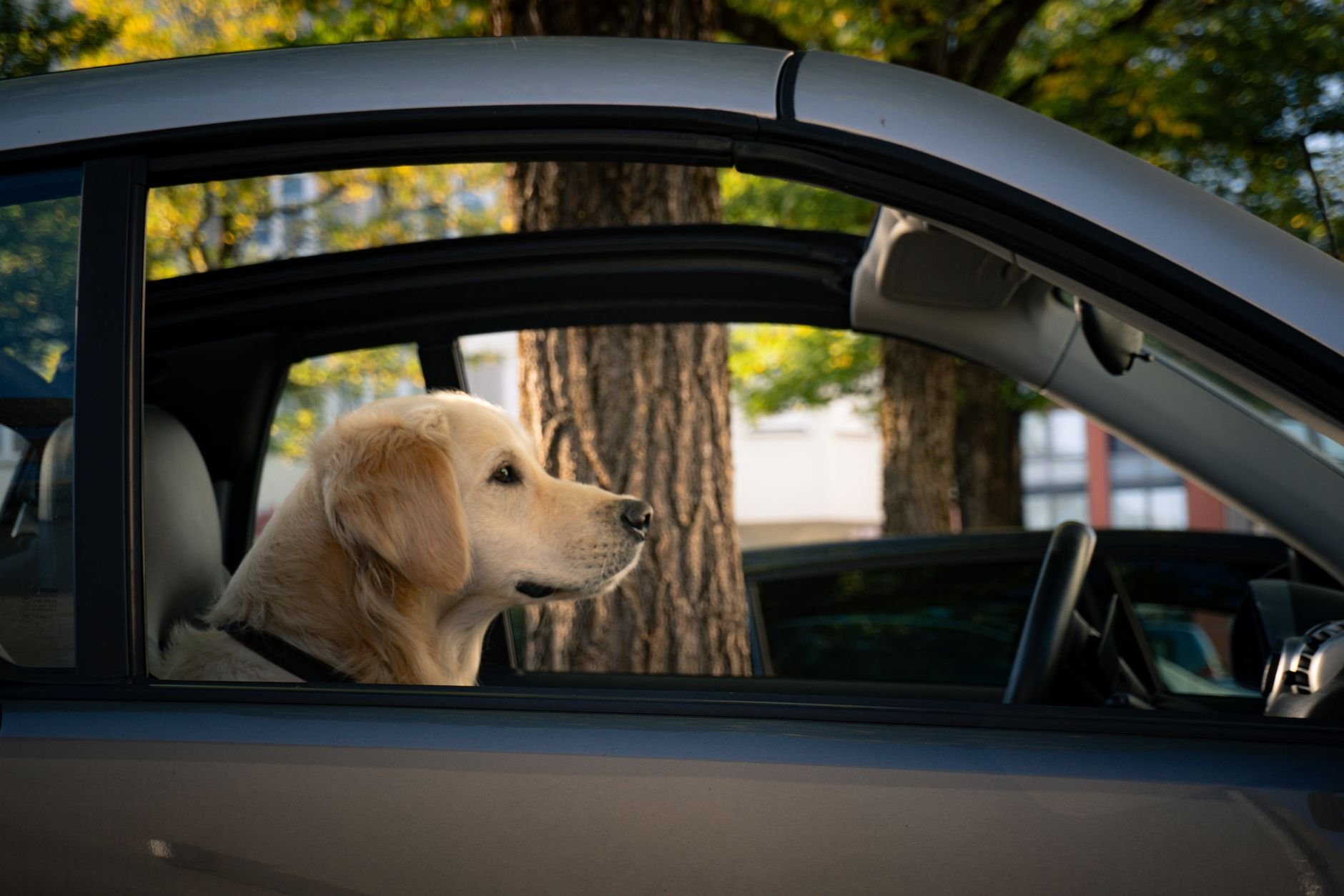 Golden Retriever sits calmly inside a car, gazing out the window with trees in the background.