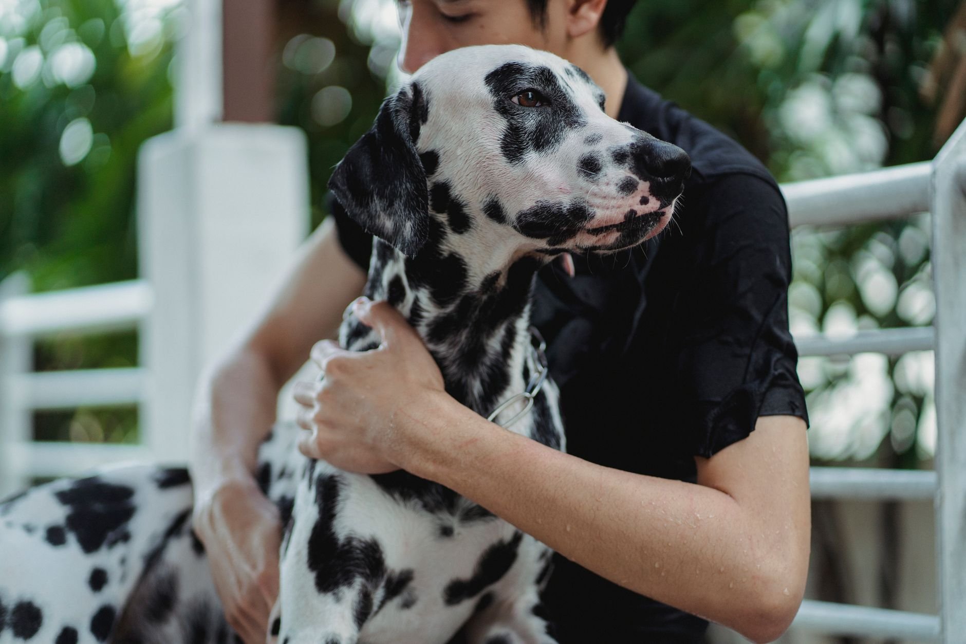 A man lovingly embraces a Dalmatian dog outdoors, highlighting the bond between pet and owner.
